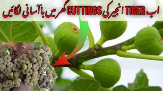 How to grow  fig(Anjeer) Plant from cutting at home urdu/hindi