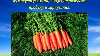 Природознавство 4 клас. Грунти України.Охорона грунтів