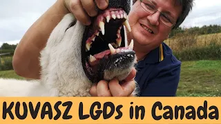 Kuvasz LGD Dogs in Canada - How they prefonm against predators, how they behave as LGDs? DogCastTV