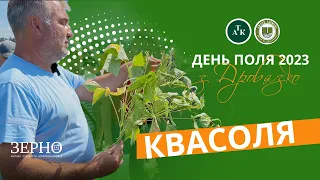 Дні поля з Дробязко: Система захисту квасолі