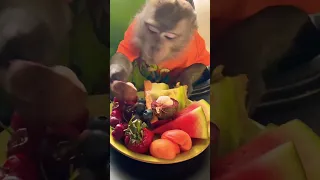 Легкий обед )🍌🍉🍇🍓🫐🍋🍍🥬🌽 #макака #обезьяна #обед