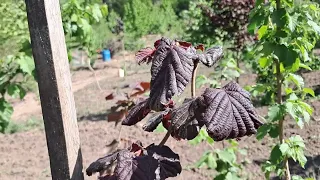 Фундук.Зимове щепленя в відкритому грунті