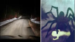 Did This Person Encounter A Giant Spider On A Highway In Canada?