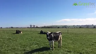 54 BR/IRISH FR MILKING COWS