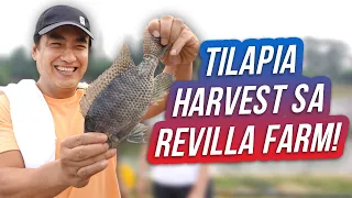Tilapia Harvest sa Aming Family Farm! (Hacienda Azucena) | Ramon Bong Revilla Jr. Vlogs