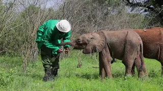 Rescue of Orphaned Elephant Nyambeni | Sheldrick Trust