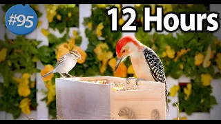 12 Hours of Birds & Flowers 😻 for Your Cat's Relaxation and Entertainment 🐦Uninterrupted Cat TV