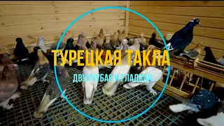 Турецкая такла двухчубая и гладкая