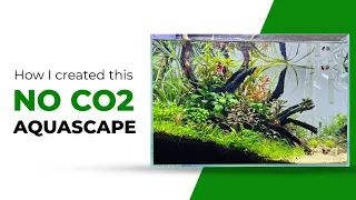 How to Create a Successful No CO2 Aquarium - Low Tech Scape