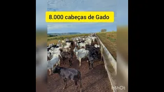 Fazenda vende Norte de Tocantins 19.819 hectares pecuária atual mas dupla Aptidão cód jo