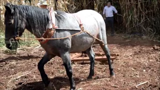 Plantio de Trigo - Mãos Criativas