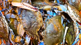 Crabbing & Fishing the Chesapeake Bay October 26th 2023