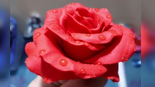 طريقة عمل ورده بلدي من | الصلصال الحراري |  How to make a rose polymer clay