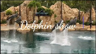 Dolphin show - The Sea World - Gold Coast Australia