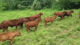 Sorting out steers out of cow mob with a piece of polybraid, no corral.