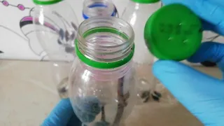 Размножение деток  в пластиковой бутылке. Уход  Посадка.