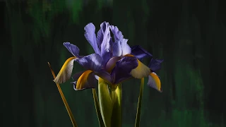 10 day Iris xiphium Spanish Iris flower opening & dying time lapse