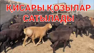 Қисары қозылар сатылады.