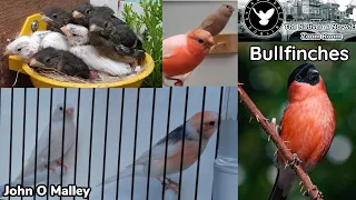 Breeding Bullfinches & their Mutations w/ John O Malley | Natives & Norwich Zoom Room