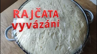 RAJČATA, vyvázání na jeden výhon