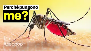 La zanzara che ciuccia il sangue al microscopio: ha una maledetta proboscide a sei aghi