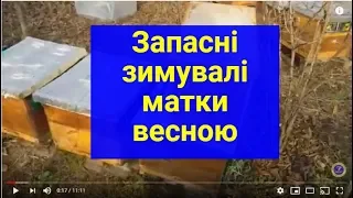 Запасные зимовалые матки весной Запасні зимувалі матки весною Продажа Купить #Матковод_АМГ