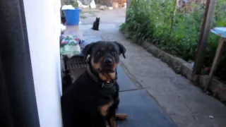 Копия видео "попытка напугать ротвейлера || attempt to scare Rottweiler"