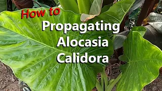How to Propagate an Alocasia Calidora Elephant Ear Plant | Propagating by Separating a Baby Offset
