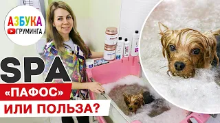 SPA для собак - польза или хороший понт груминг-салона? На примере груминга йорка