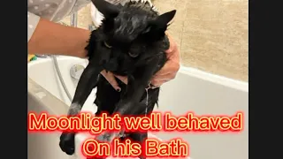 Moonlight well behaved on his New Year Bath #cat #catvideos #newyear #catlover #pets #pet #animals