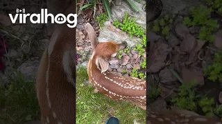 Spotted Baby Deer Says Hello || ViralHog