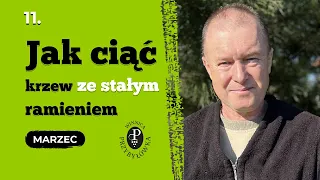 Jak ciąć krzew winorośli ze stałym ramieniem