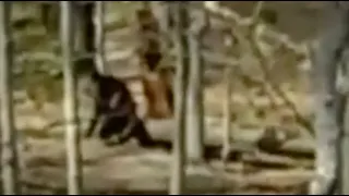 FEMALE BIGFOOT WITH BABY ON VIDEO!! - Hikers Film A Female Sasquatch On Camera!!