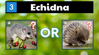 Quiz - Can You Name These Animals That Start With E?