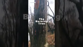 Tree Burning From Inside Out