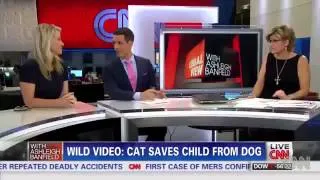 Кот спас ребёнка.Cat Saves Young Boy From dog.