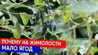 Почему на жимолости мало ягод