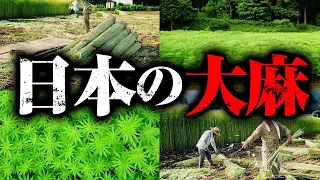 【大人の社会科見学】大麻博物館に行って日本の大麻のことを1から教えてもらった