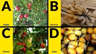 ABC Fruits for Children - Learn Alphabet with Fruits for Toddlers & Kids