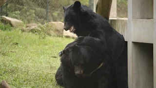 The world's happiest bear shares new life with fellow rescue friends