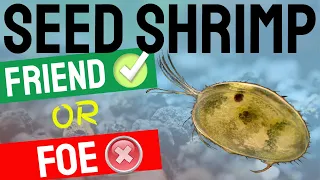 Seed Shrimp - Ostracods: Friend or Foe in Freshwater Fish and Shrimp Aquariums?