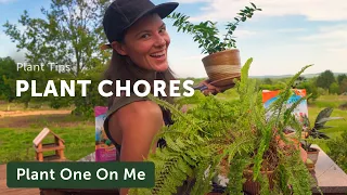 Pruning a Fern & Other Plant Chores — Ep. 279