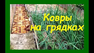 Ковры на грядках. Использование старых ковров, паласов на даче