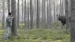 Moose Attack Human