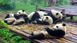 Pandas One Hour Version #001~#006