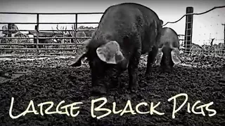 Large Black Pigs on the Farm