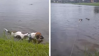 Dog Nearly Gets Attacked By Alligator