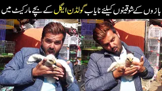 Golden Eagles Babies in Saddar Birds Market Karachi 😲😍😯