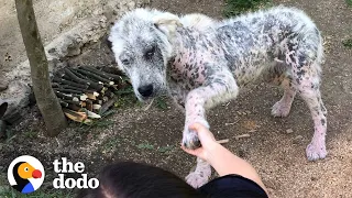 Friendly Stray Dog Refuses To Be Rescued Without Her Best Friend | The Dodo