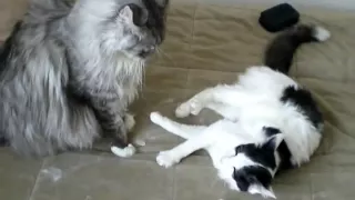 maine coon vs regular housecat